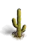 Kaktus 1