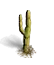 Kaktus 3